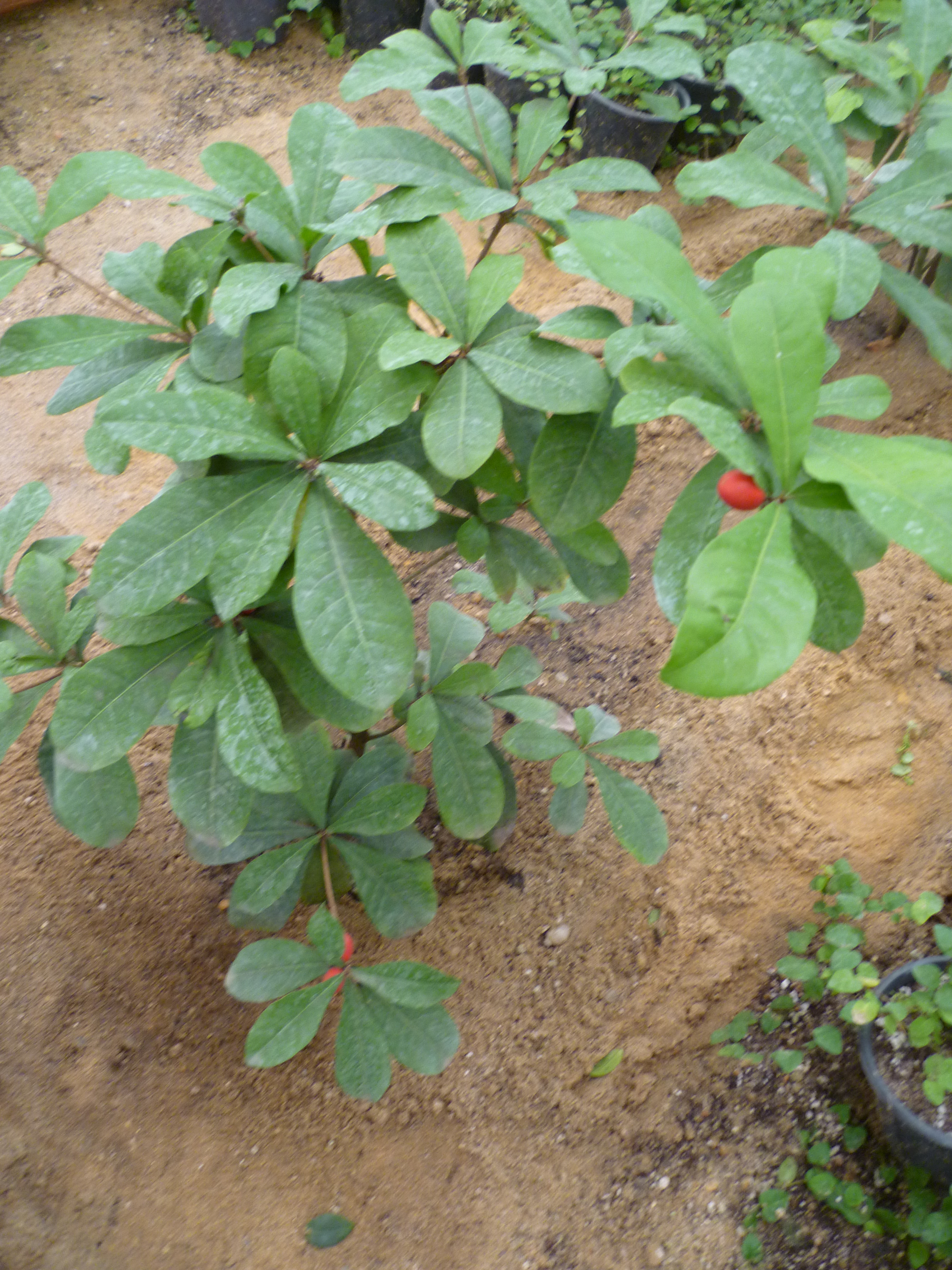 Synsepalum dulcificum